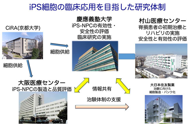 脊髄損傷に対するヒトiPS細胞由来神経幹細胞移植の臨床治験　村山医療センター